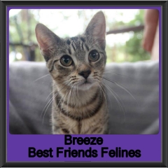 2019 - Breeze
