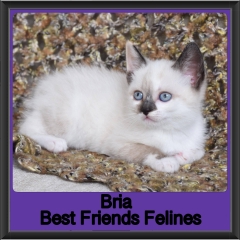 2019-Bria