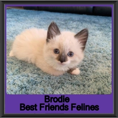 2019-Brodie