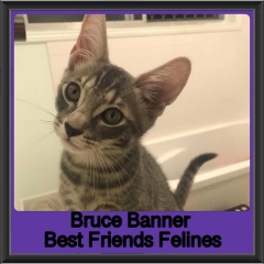 2019 - Bruce Banner