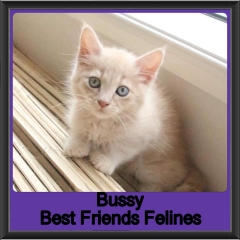 2019-Bussy