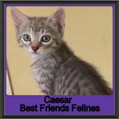 2019 - Caesar