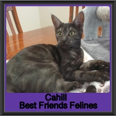2019-Cahill2