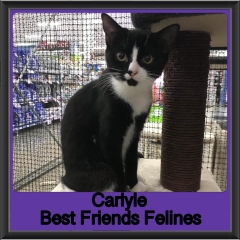 2019-Carlyle2