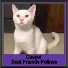 2019 - Casper1