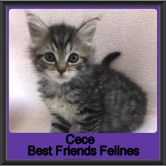 2019-Cece