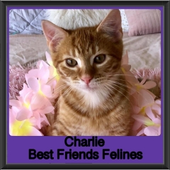 2019 - Charlie
