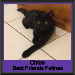 2019 - Chloe