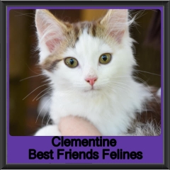 2019-Clementine1