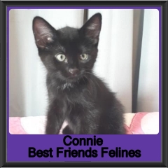 2019-Connie1