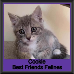 2019-Cookie