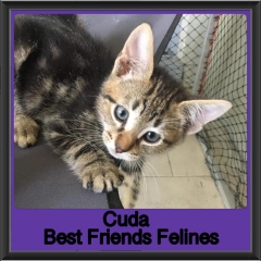 2019-Cuda1