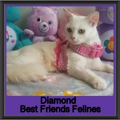 2019 - Diamond
