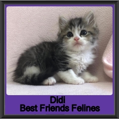 2019-Didi