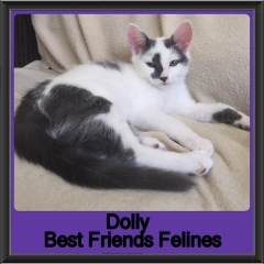 2019-Dolly