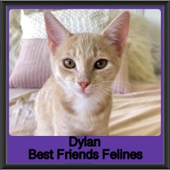 2019 - Dylan