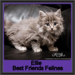 2019-Ellie