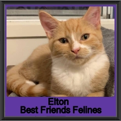 2019-Elton1
