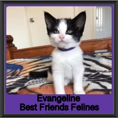 2019-Evangeline