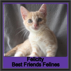 2019 - Felicity
