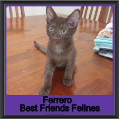 2019-Ferrero1