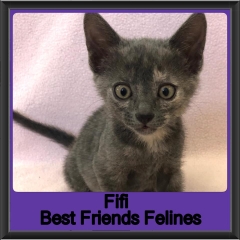 2019-Fifi