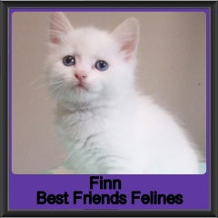 2019-Finn