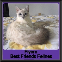 2019 - Fiyero