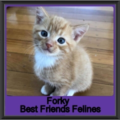 2019-Forky