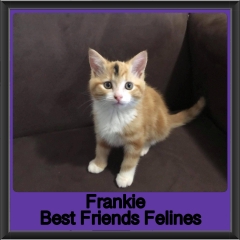 2019-Frankie1