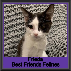 2019 - Frieda