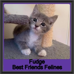 2019-Fudge
