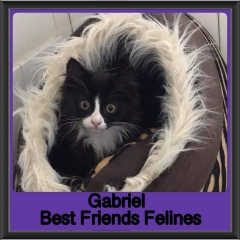 2019 - Gabriel