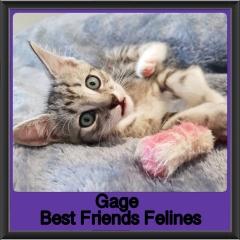 2019 - Gage