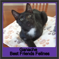 2019-Ganache1