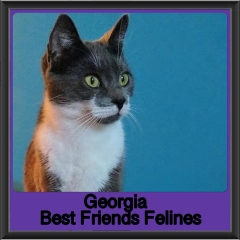 2019-Georgia1