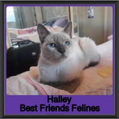 2019 - Halley