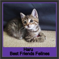 2019 - Haru
