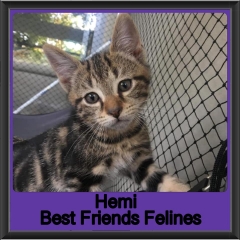 2019-Hemi1