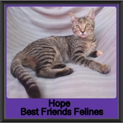 2019-Hope2