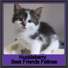 2019-Huckleberry