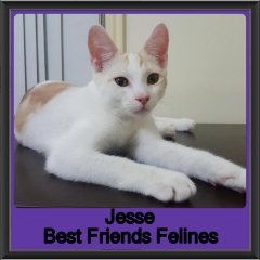 2019 - Jesse