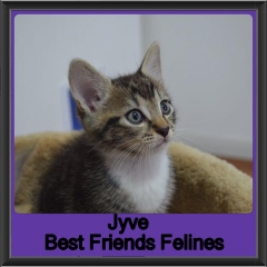 2019 - Jyve