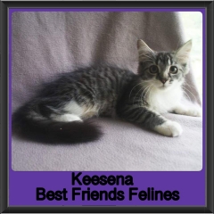 2019 - Keesena