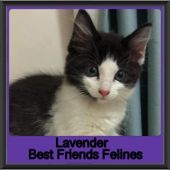 2019-Lavender1