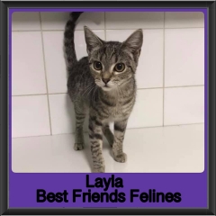 2019-Layla1