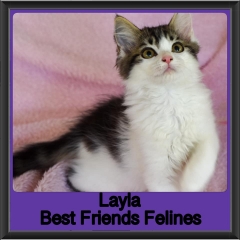 2019-Layla3