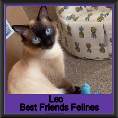 2019-Leo