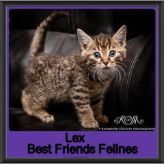 2019-Lex
