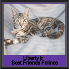 2019 - LibertyJunior2